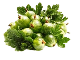 Крыжовник Сладкий