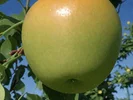Яблоко Каштель - Image 1