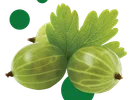 Алыча Сладкая - Image 2