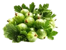 Крыжовник Сладкий - Image 1