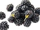 Ежевика Бархатная - Image 1