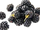 Ежевика Бархатная - Image 1